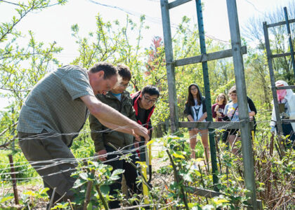 Trellising Berries At Bloomington Community Orchard